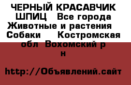 ЧЕРНЫЙ КРАСАВЧИК ШПИЦ - Все города Животные и растения » Собаки   . Костромская обл.,Вохомский р-н